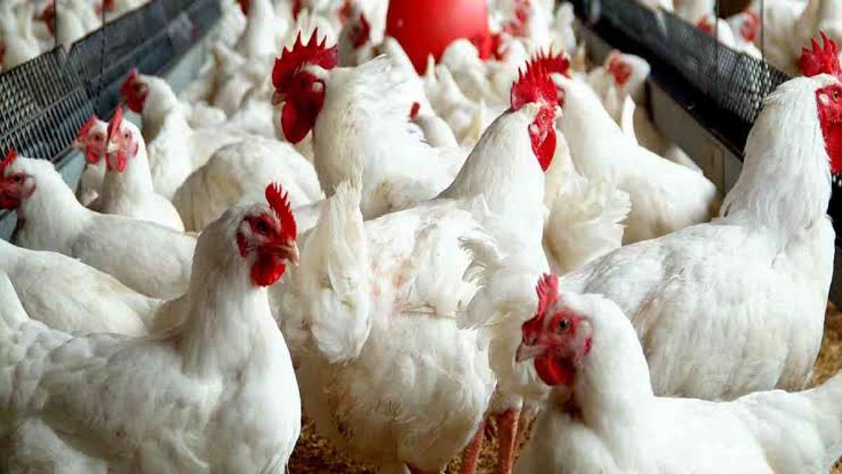 poultry business